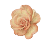 rosa antica casa virginia